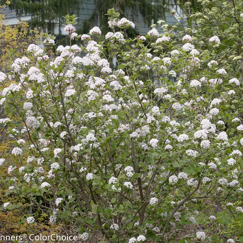 [2210603] Viburnum Spice Girl