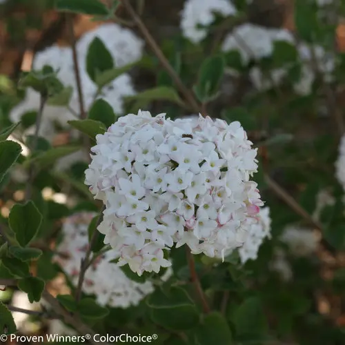 [2211603] Viburnum Spice Baby