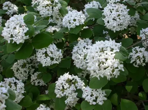 Viburnum Korean Spice