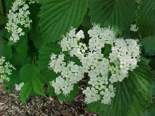 [2217605] Viburnum Autumn Jazz