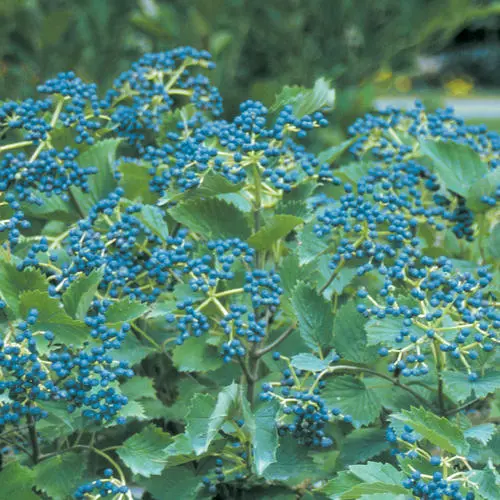 Viburnum Blue Muffin