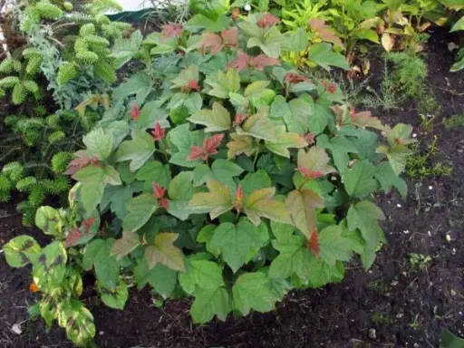 Viburnum European Cranberry Bush