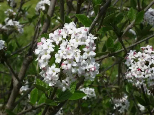 [2246603] Viburnum Mohawk