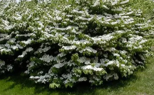 [2247605] Viburnum Maries Doublefile
