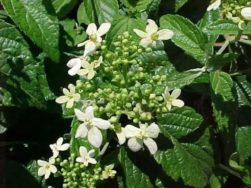 Viburnum Summer Snowflake