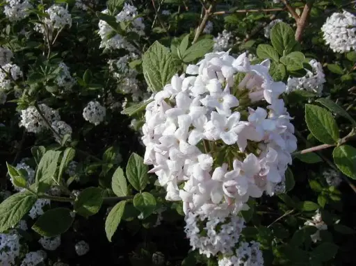 Viburnum Judd