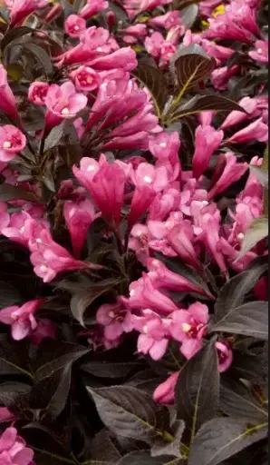 [2290602] Weigela Dark Horse