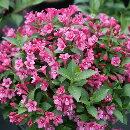 [2297603] Weigela Snippet Dark Pink