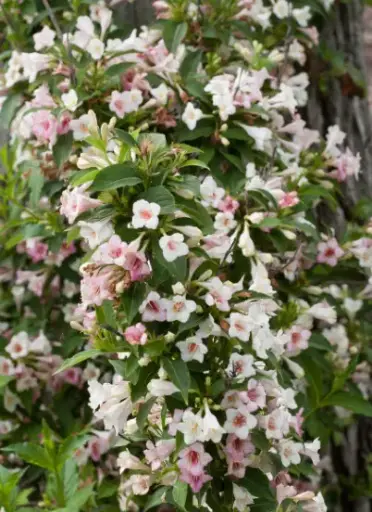 Weigela Sonic Bloom Pearl