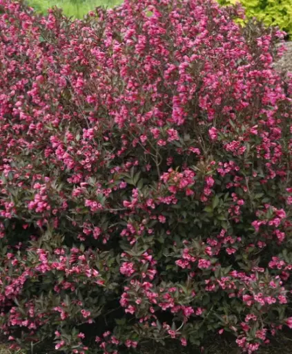 Weigela Wine & Roses