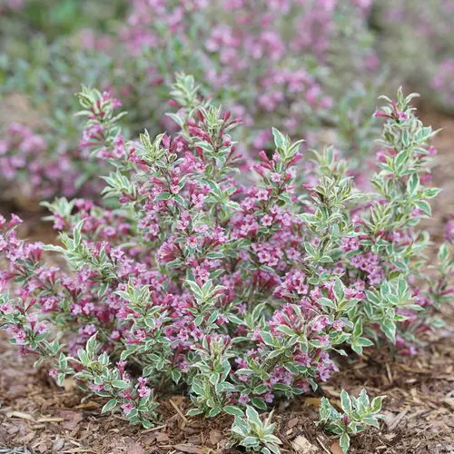[2322602] Weigela My Monet Purple Effect
