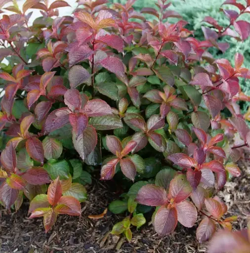 Weigela Midnight Sun