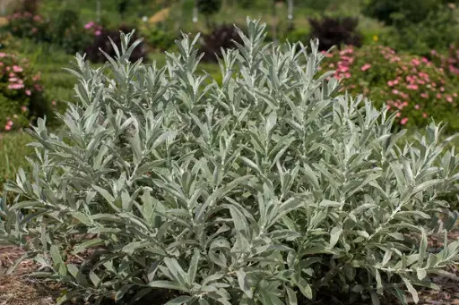 [2331602] Willow Iceberg Alley