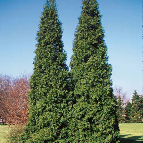 Arborvitae Spring Grove