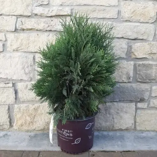 Arborvitae Technito