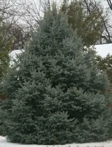 Spruce Colorado Blue