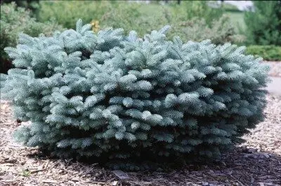 [2608105] Spruce Colorado Blue Globe