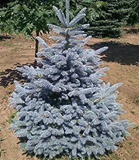 [2610605] Spruce Colorado Fat Albert