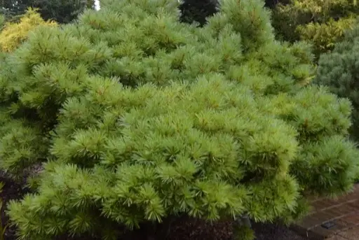 [2700603] Pine Blue Shag Eastern White