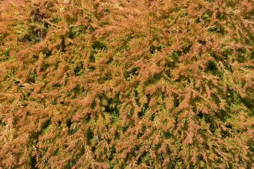 Arborvitae Fire Chief