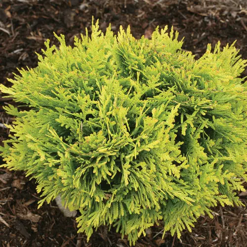 Arborvitae Annas Magic Ball