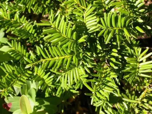 Yew Everlow