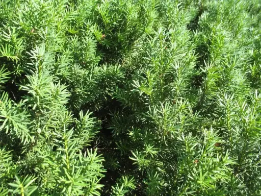 [2765605] Yew Fairview