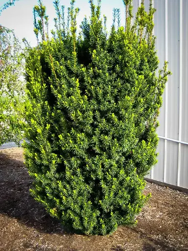 Yew Hicks