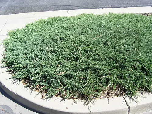 [2783605] Juniper Hughes