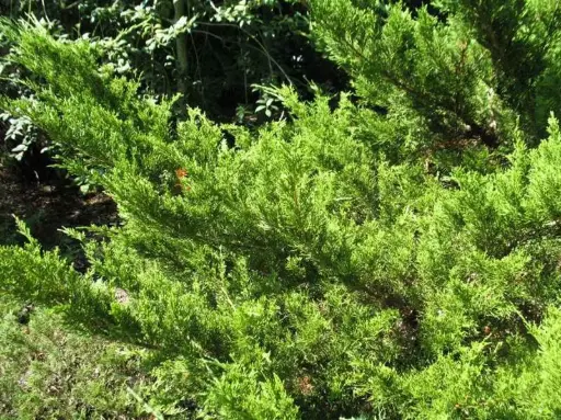 Juniper Sea Green