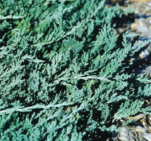 Juniper Wilton Blue Rug