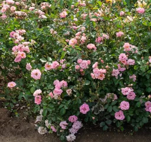 [2906602] Rose Blushing Drift