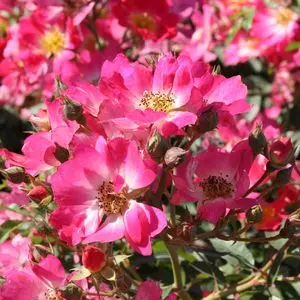 Rose Pink Drift