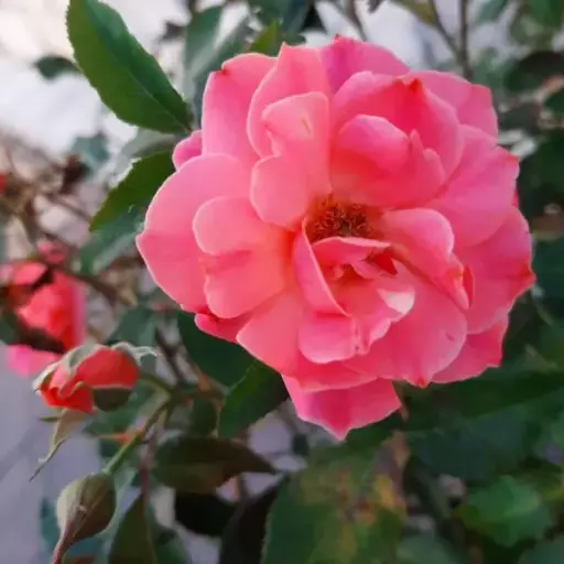 Rose Coral Drift