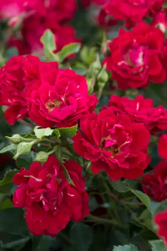 Rose Red Drift