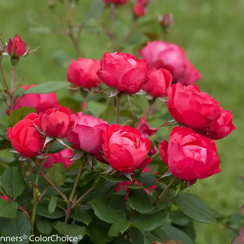 Rose Oso Easy Double Red