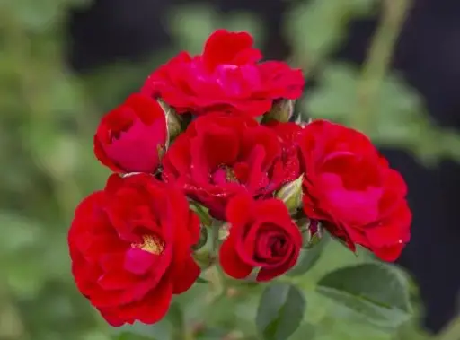 [2970603] Rose Cherry Frost Climbing