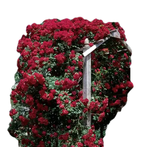 Rose Blaze Improved Climb