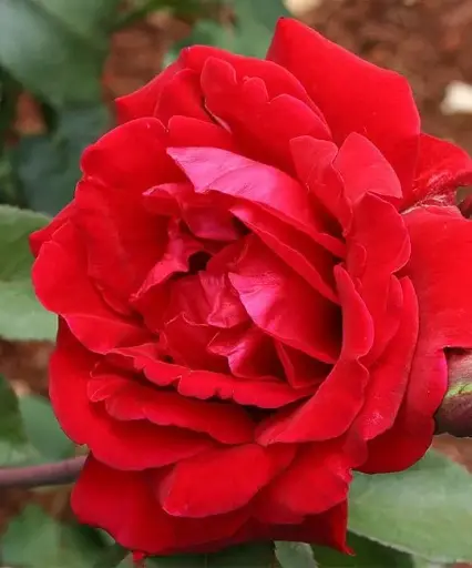 Rose Don Juan Climbing