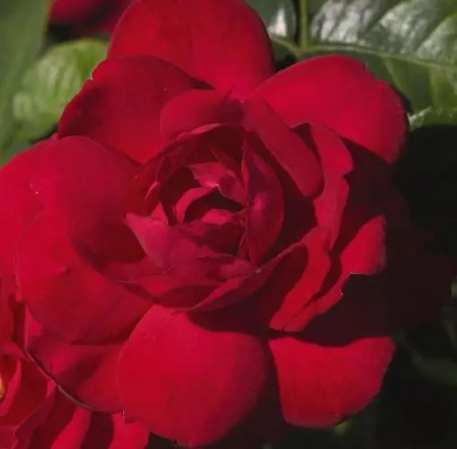 [3008602] Rose Easy Elegance Super Hero