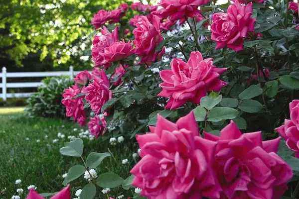 Rose Double Knockout Pink | Grimms Gardens