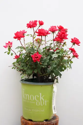 Rose Double Knockout Red