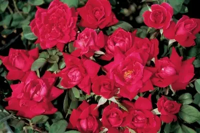 Rose Double Knockout Red