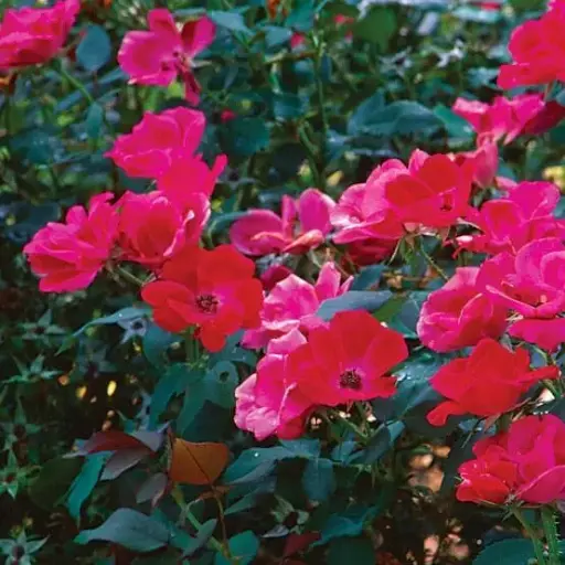 Rose Knockout Red