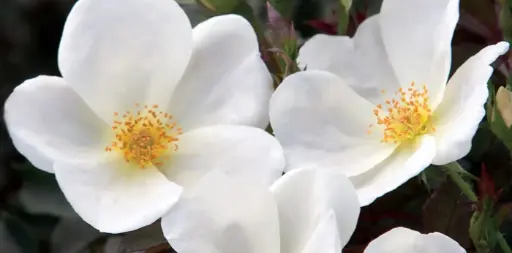 [3299602] Rose Knockout White