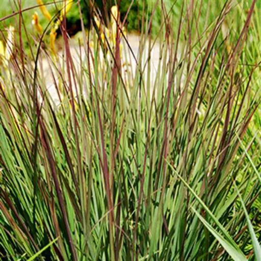 [3405603] Big Bluestem Rain Dance