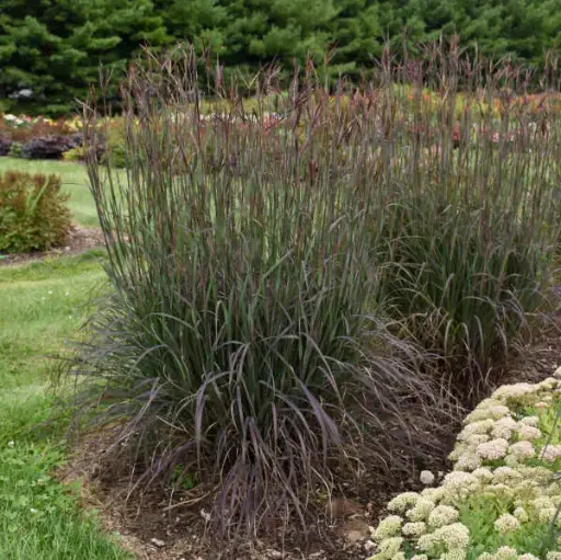 Big Bluestem Blackhawks