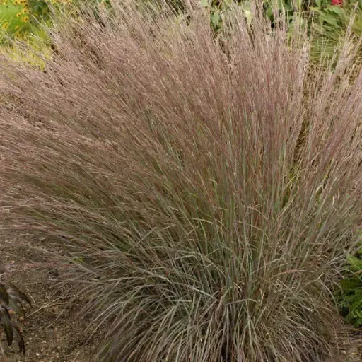 [3411601] Little Bluestem Blue Heaven