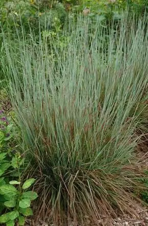 [3412101] Little Bluestem Standing Ovation