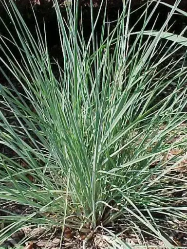 [3413601] Little Bluestem The Blues